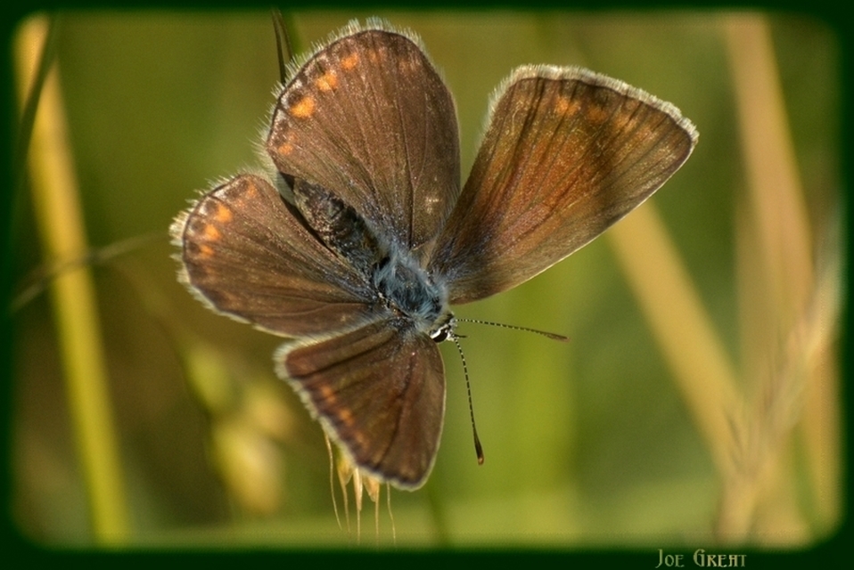 Polyommatus icarus - közönséges boglárka