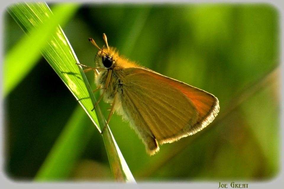 Thymelicus lineola - vonalas busalepke