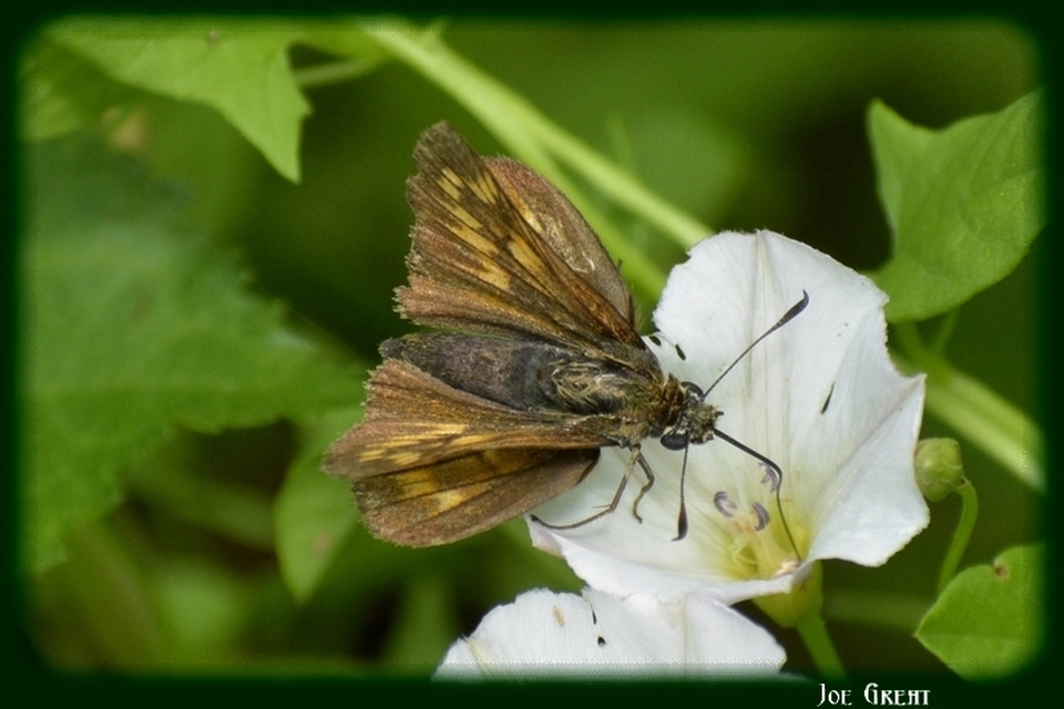 Ochlodes sylvanus - erdei busalepke