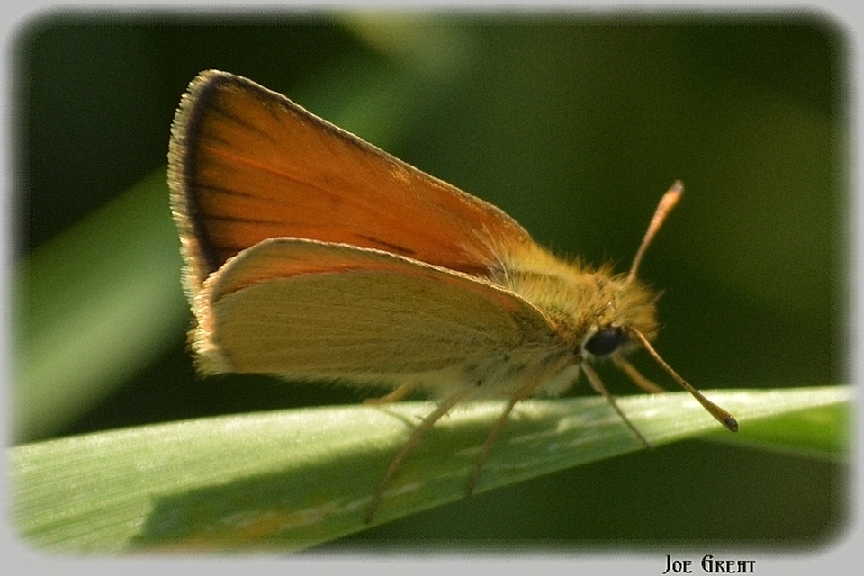 Thymelicus lineola - vonalas busalepke
