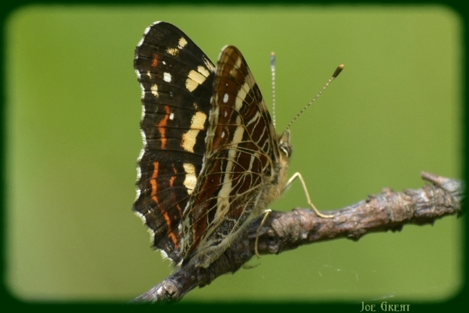 Araschnia levana - pókhálós lepke