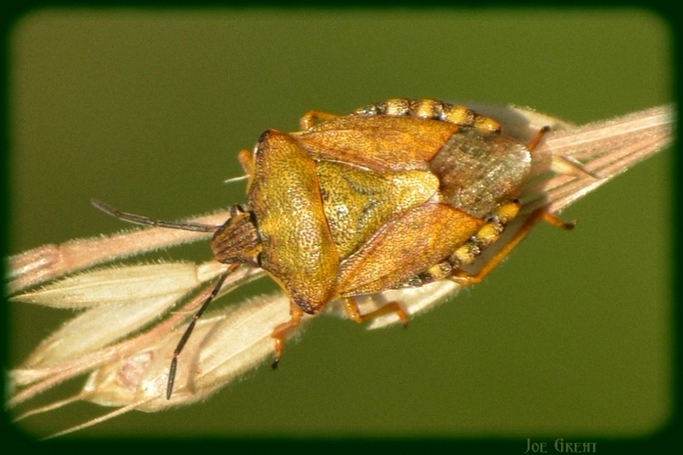 Carpocoris