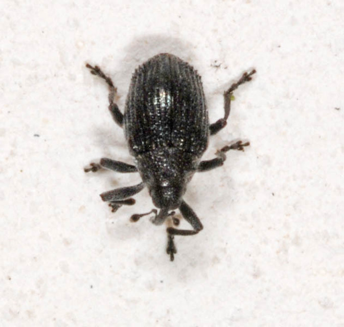Ceutorhynchus contractus - vadrepce-ceutormányos