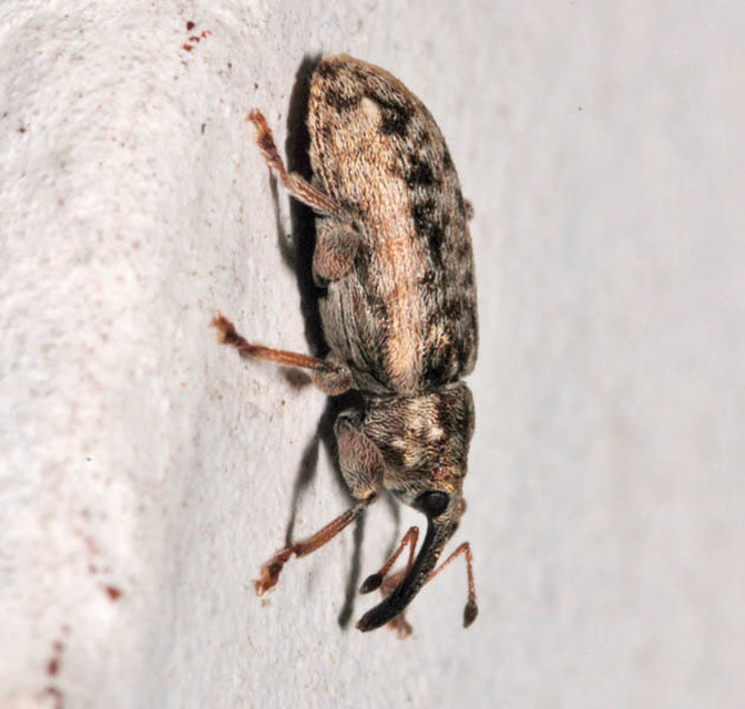 Dorytomus suratus - sárgalábú hangormányos