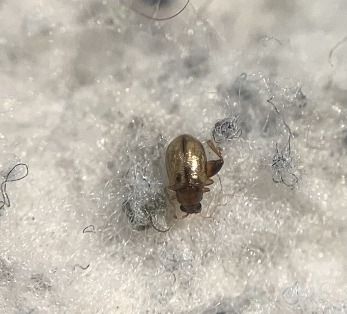 Longitarsus lycopi
