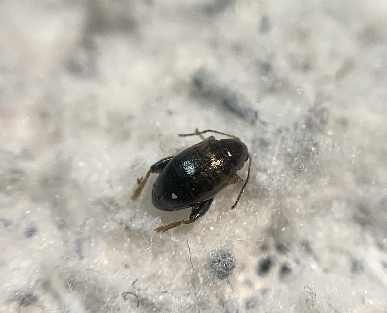 Longitarsus atricillus