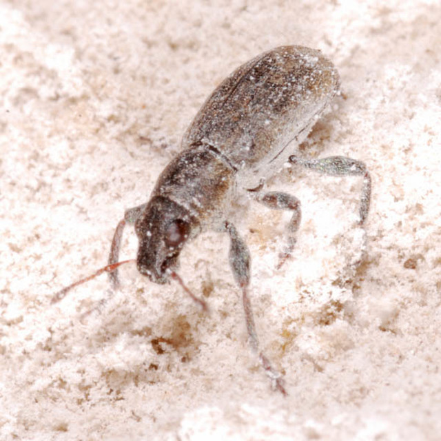 Sitona lateralis - iglice-csipkézőbogár