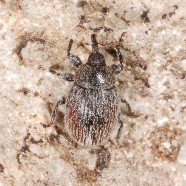 Rhinusa tetra - magtoklakó ökörfarkkóró-ormányos
