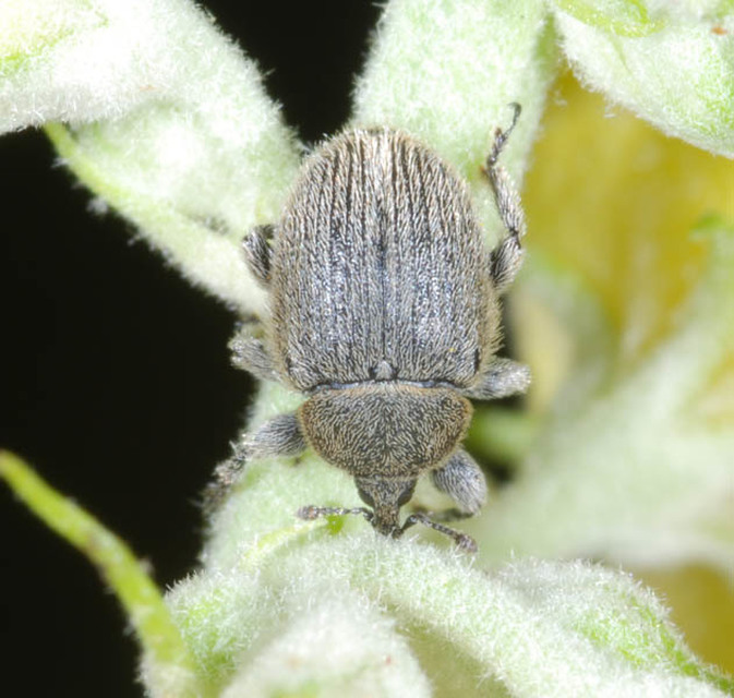 Rhinusa tetra - magtoklakó ökörfarkkóró-ormányos