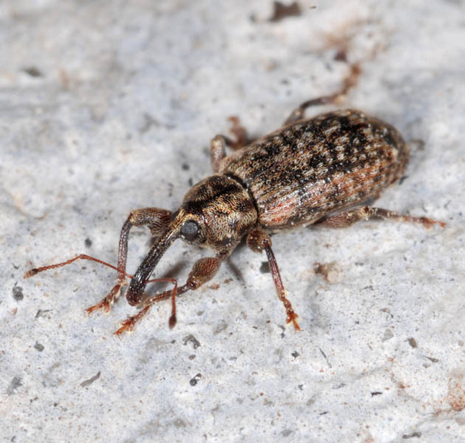 Dorytomus taeniatus - kecskefűz-hangormányos