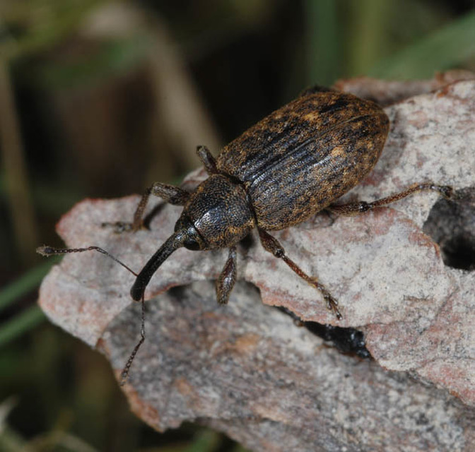 Notaris