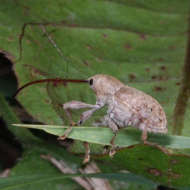 Curculio elephas - gesztenyezsuzsóka