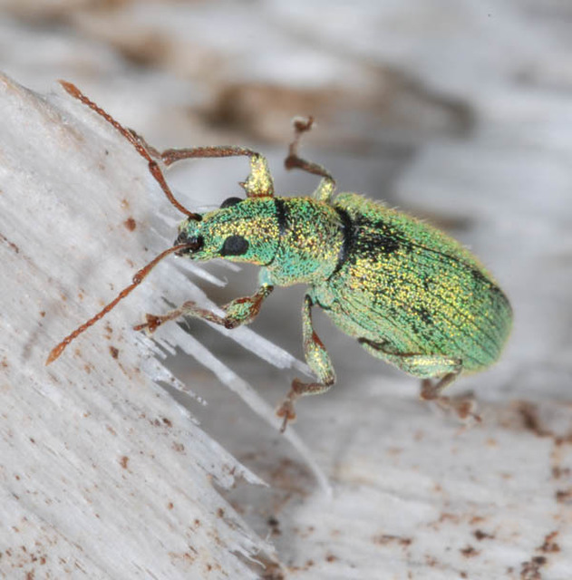 Phyllobius argentatus - ezüstös levélormányos