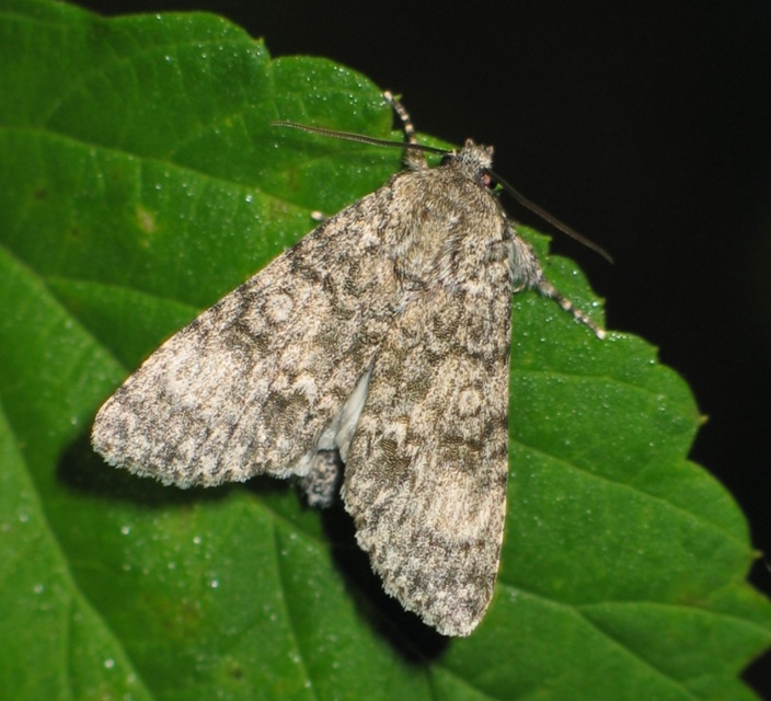 Acronicta megacephala - nagyfejű szigonyosbagoly
