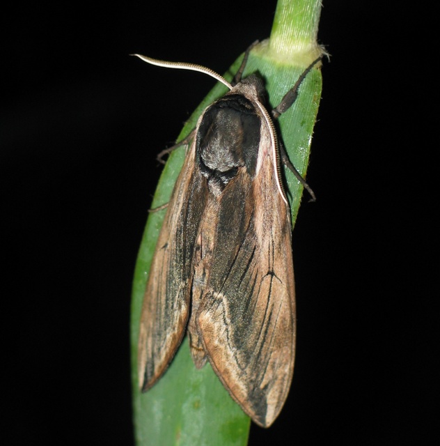 Sphinx ligustri - fagyalszender