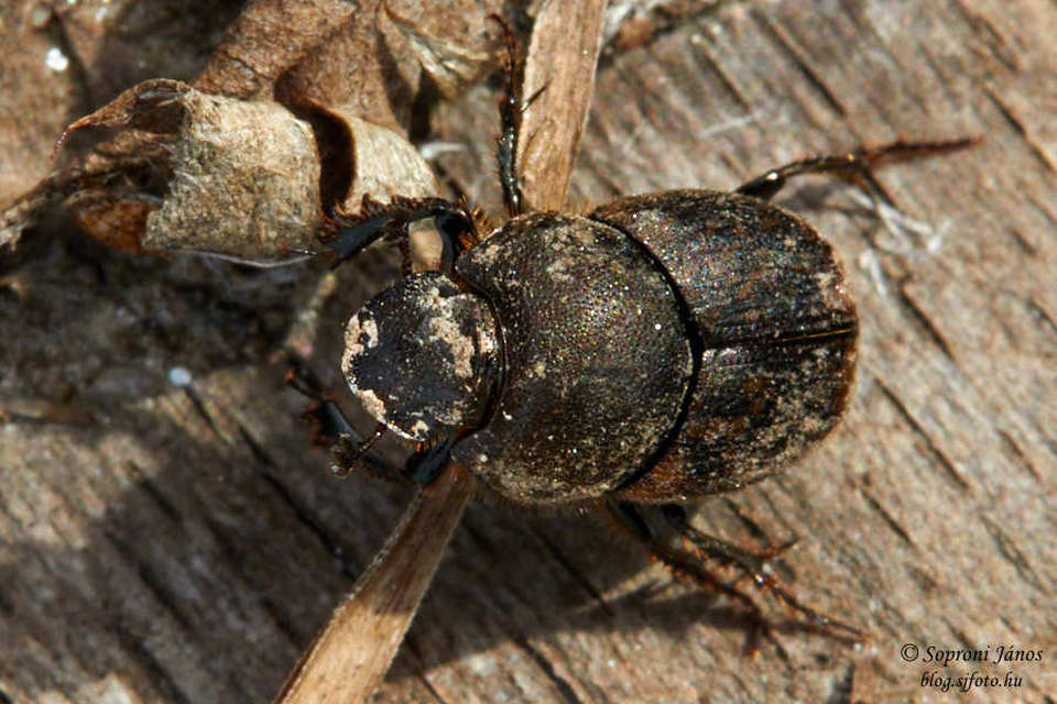 Onthophagus fracticornis - bronzos trágyatúró