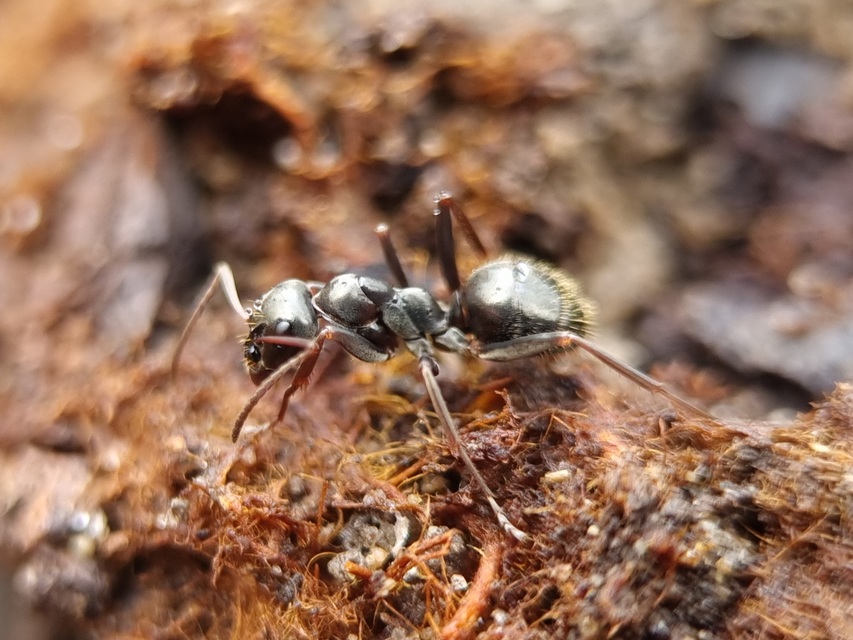 Formica fusca - kormos rabszolgahangya