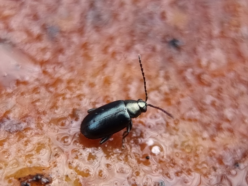 Phyllotreta nigripes - feketecsápú káposzta-földibolha