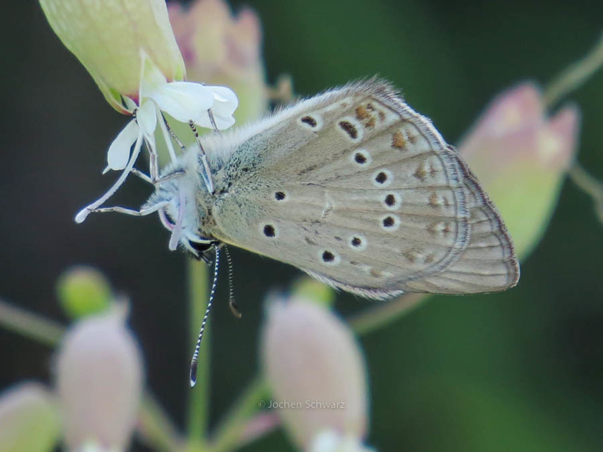 Polyommatus admetus - bundás boglárka