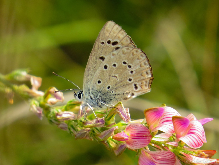 Polyommatus admetus - bundás boglárka