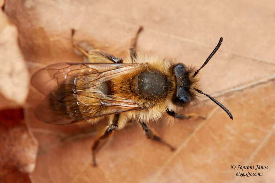 Hymenoptera - Hártyásszárnyúak