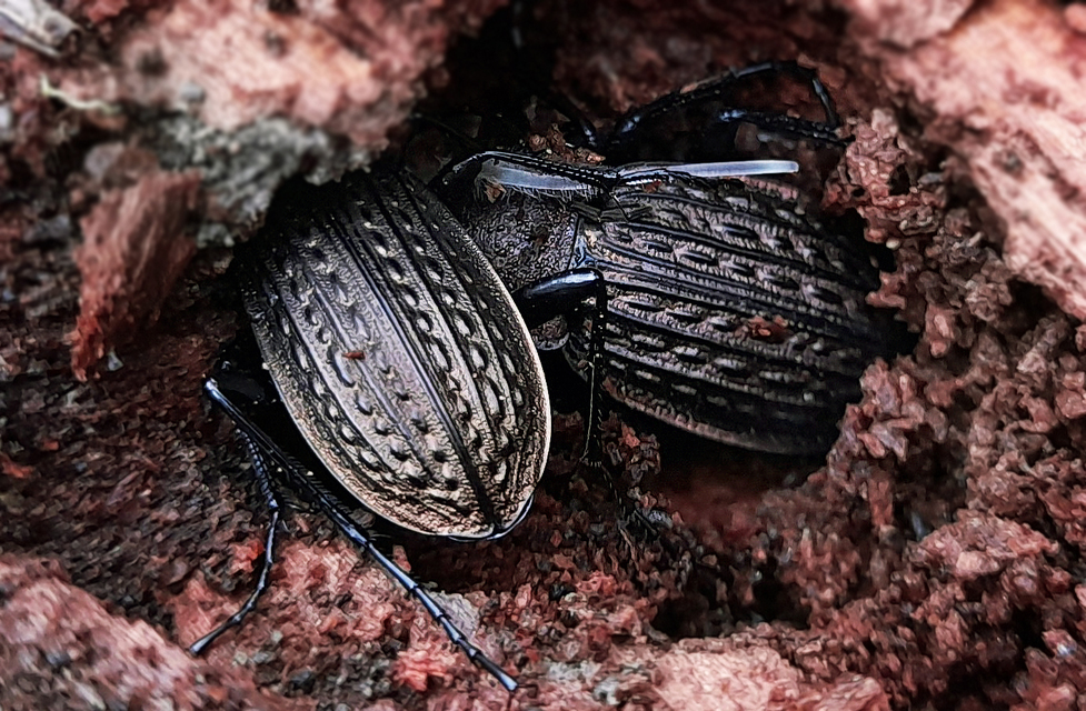 Carabus granulatus - mezei futrinka