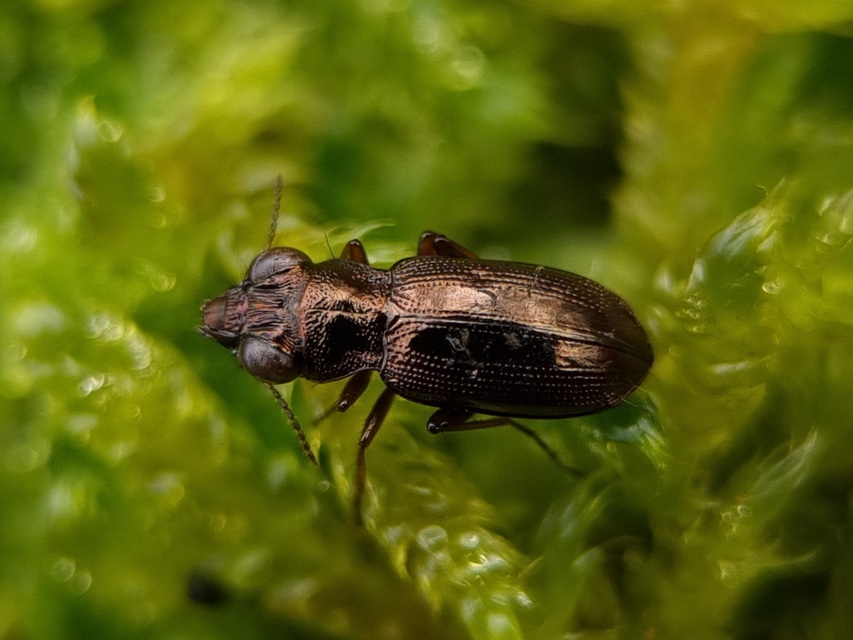 Notiophilus rufipes - vöröslábú szemesfutó