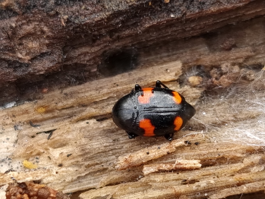 Scaphidium quadrimaculatum - négyfoltos sajkabogár