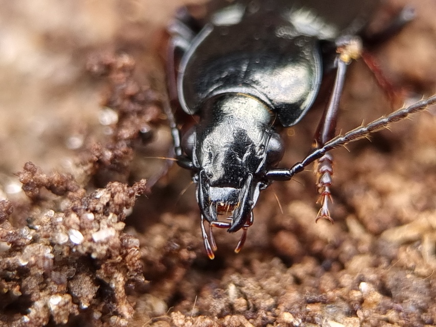 Pterostichus oblongopunctatus - gödörkés gyászfutó