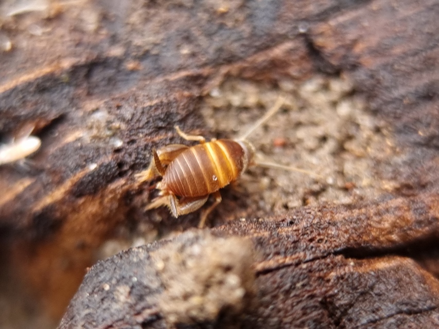 Myrmecophilus acervorum - közép-európai hangyásztücsök