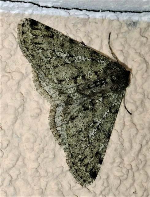 Apocheima pilosaria - zöldes tavasziaraszoló