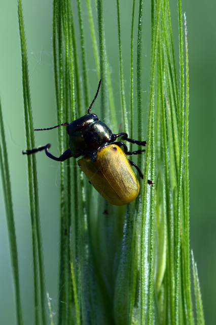 Labidostomis Labidostomis