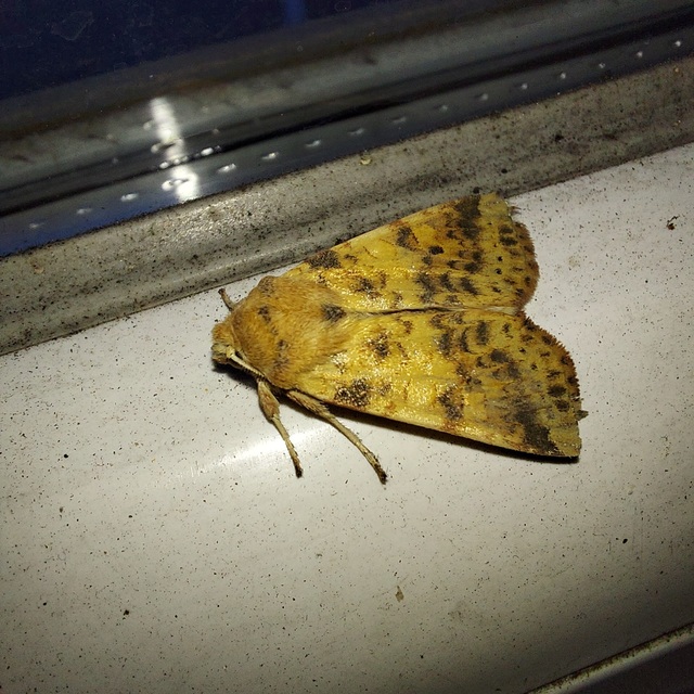 Cirrhia gilvago - foltos sárgabagoly