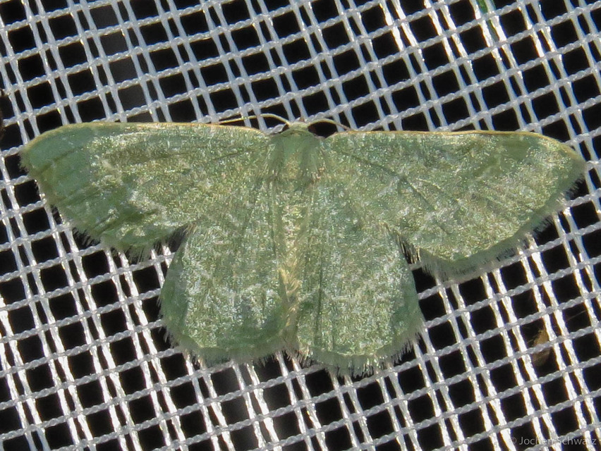 Phaiogramma etruscaria - fehérpettyes zöldaraszoló