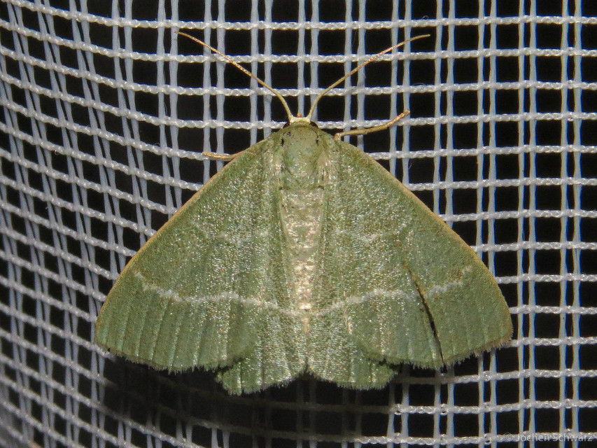 Chlorissa viridata - üdezöld araszoló
