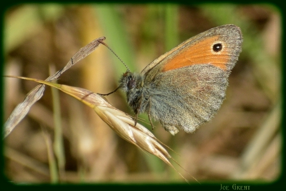 Coenonympha pamphilus - kis szénalepke