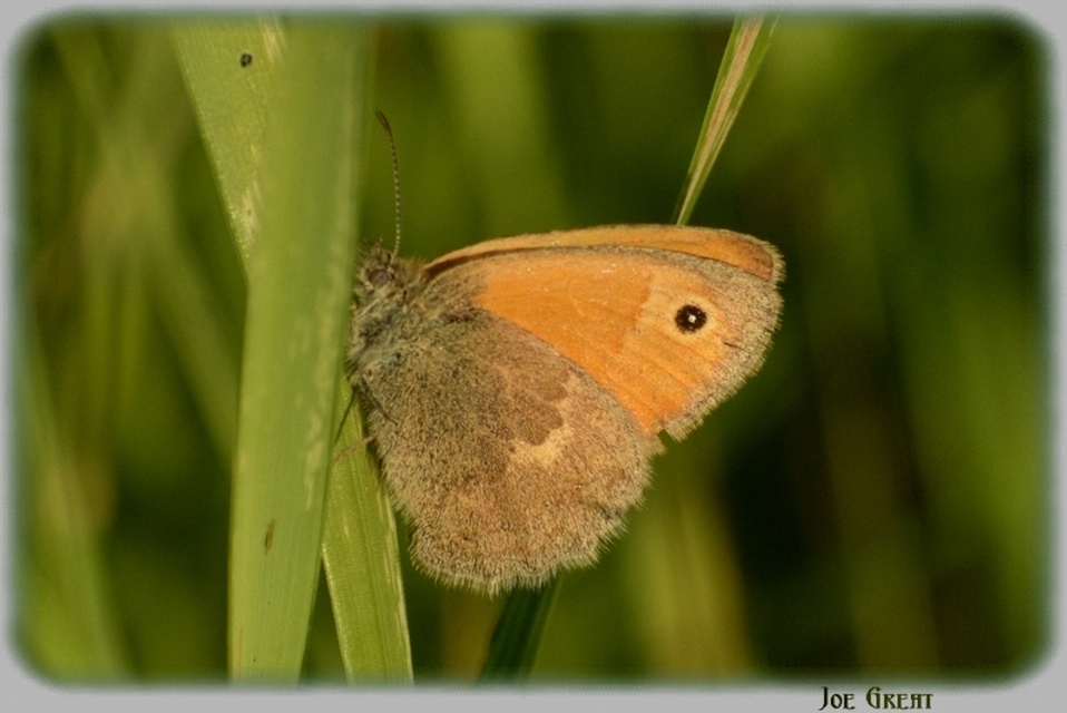 Coenonympha pamphilus - kis szénalepke