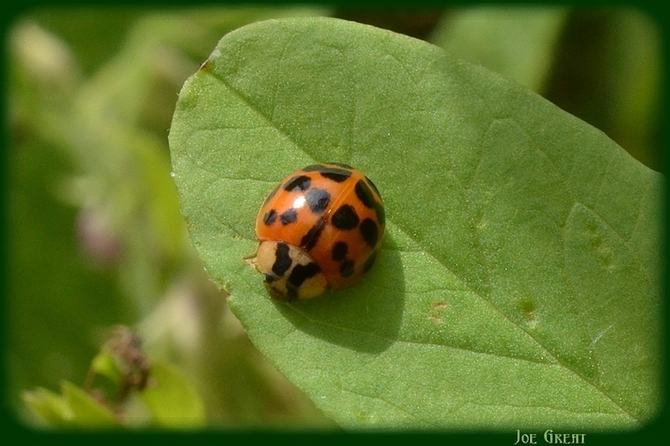 Harmonia axyridis - harlekinkatica