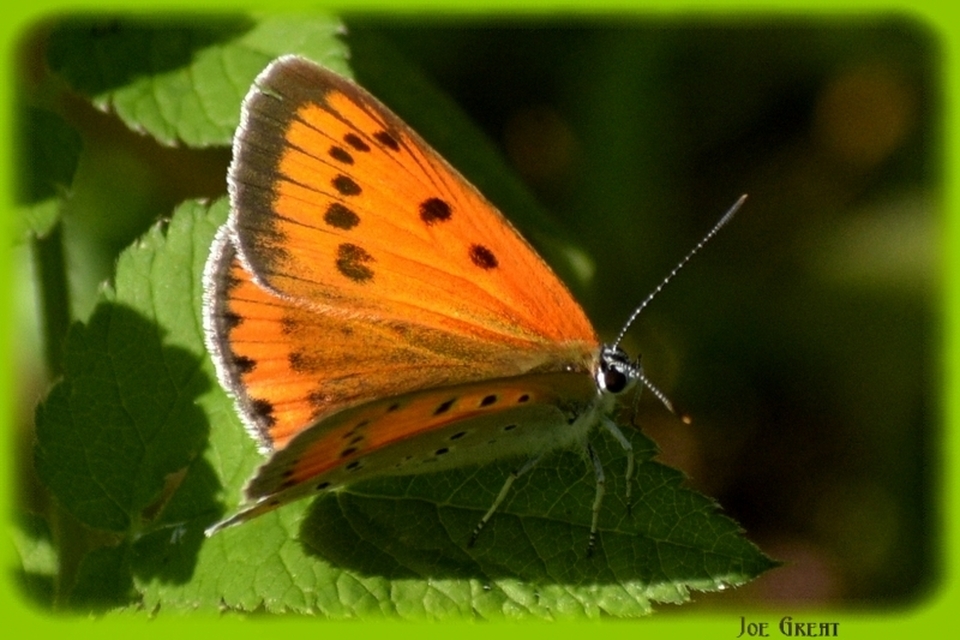 Lycaena dispar rutilus - nagy tűzlepke