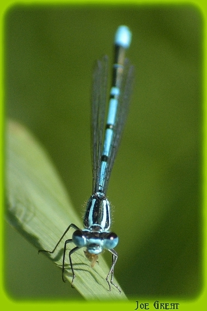 Coenagrion puella - azúrkék légivadász