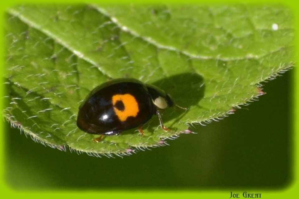 Harmonia axyridis - harlekinkatica