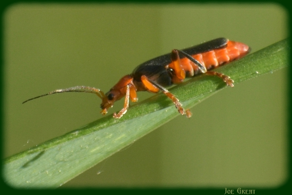 Cantharis