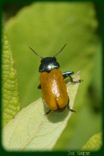 Labidostomis Labidostomis