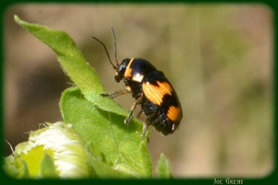 Cryptocephalus moraei - közönséges zömökbogár