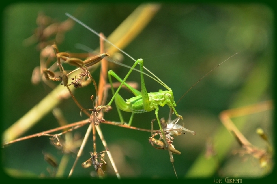 Leptophyes albovittata - közönséges virágszöcske