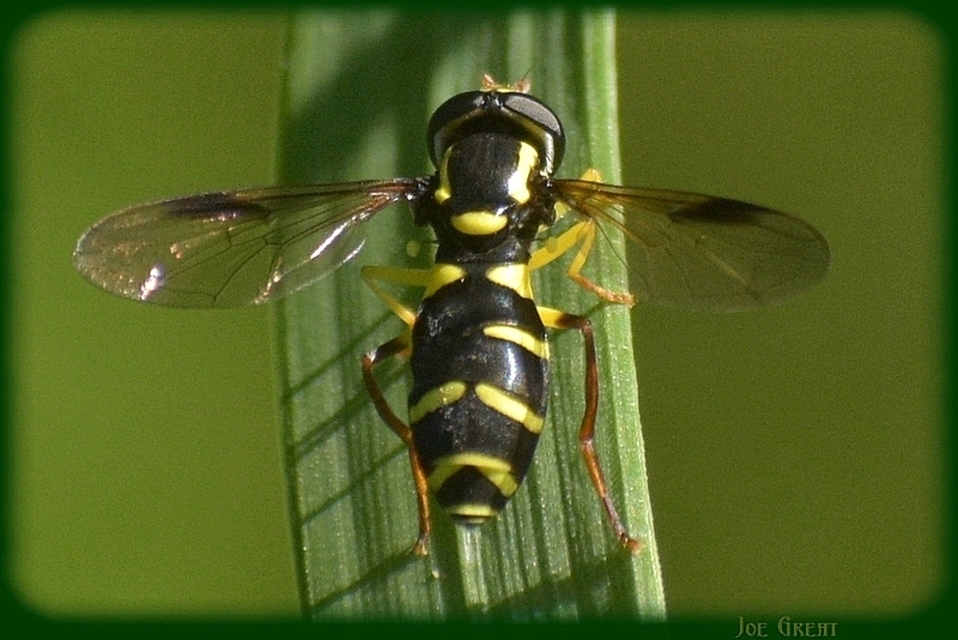 Xanthogramma