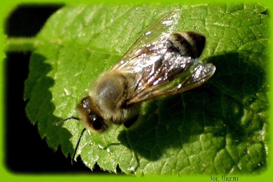 Hymenoptera - Hártyásszárnyúak