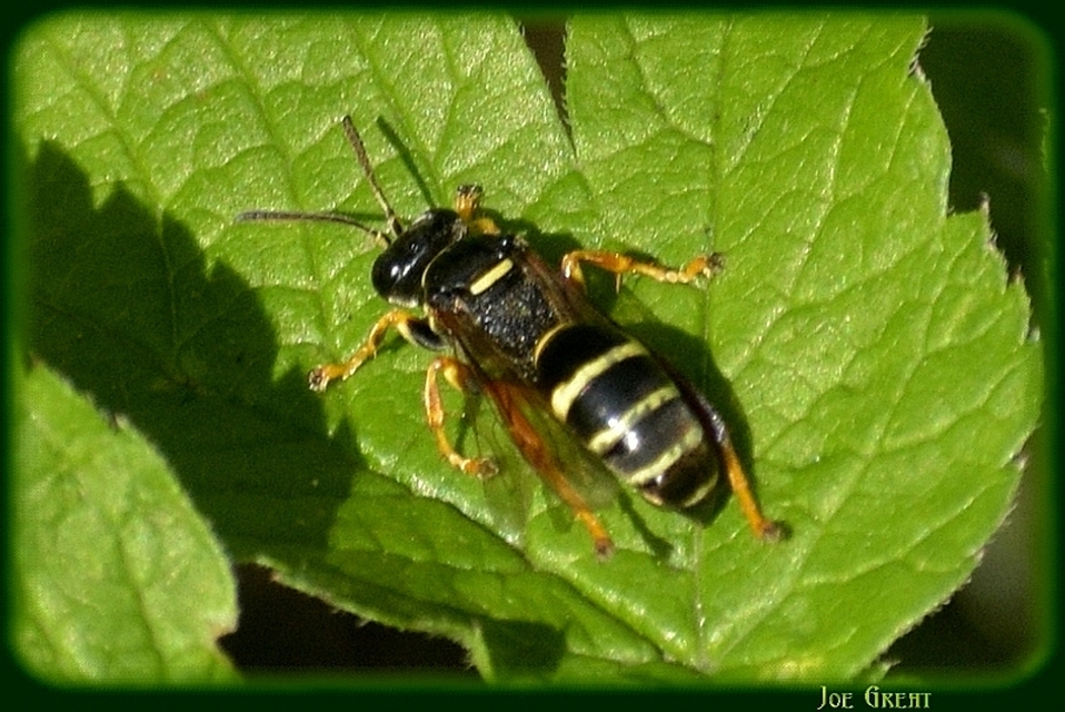 Hymenoptera - Hártyásszárnyúak