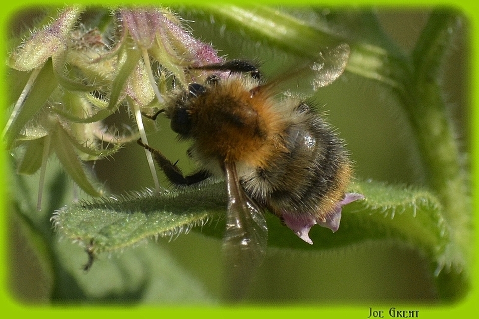 Hymenoptera - Hártyásszárnyúak
