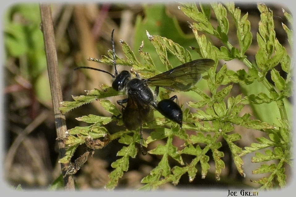 Isodontia mexicana - mexikói fűdarázs